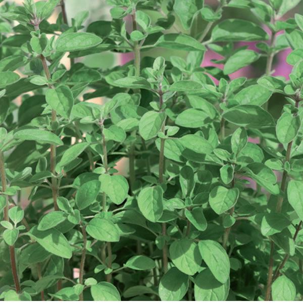 Origanum italian